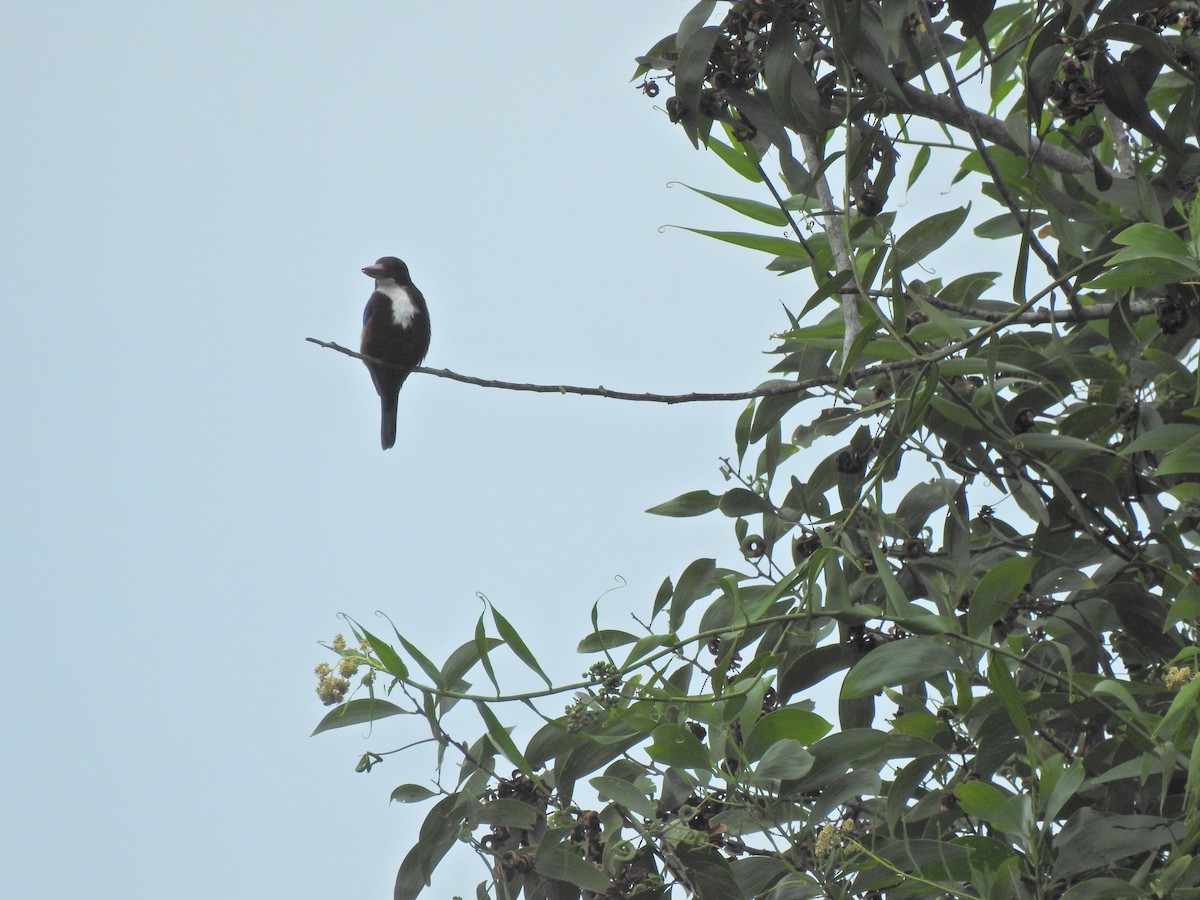 White-throated Kingfisher - ML646055885