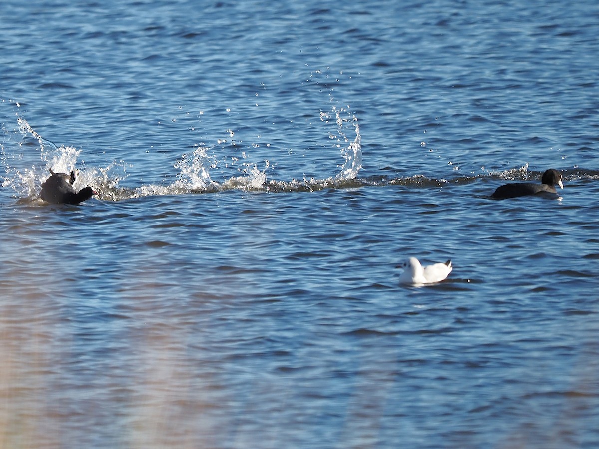Eurasian Coot - ML646055887