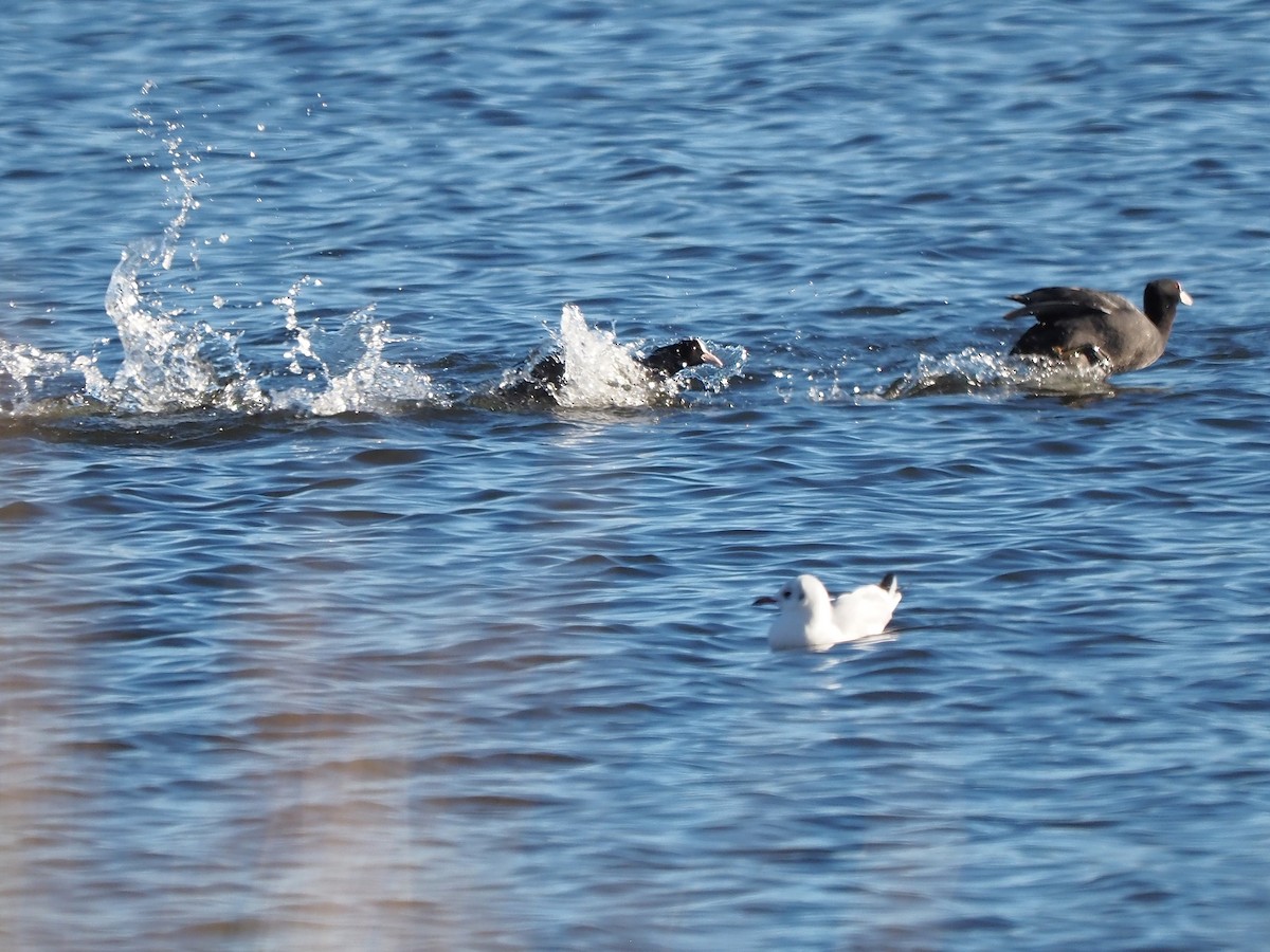 Eurasian Coot - ML646055889