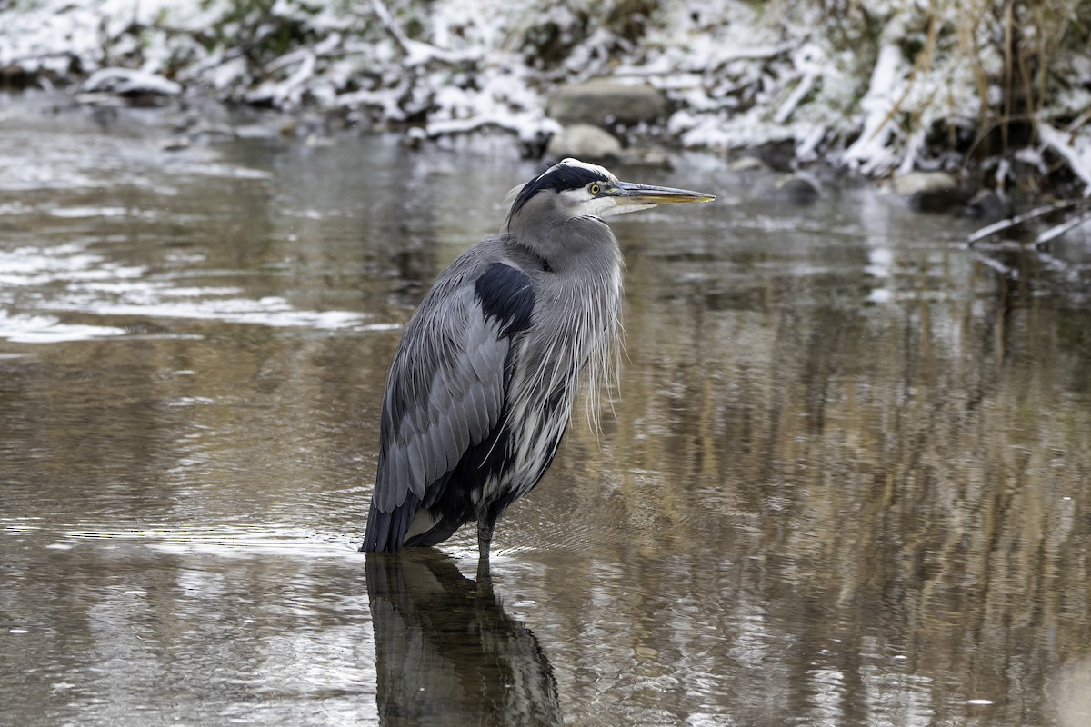 Great Blue Heron - ML646055890