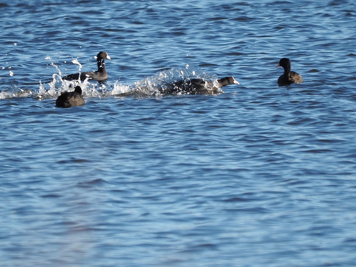Eurasian Coot - ML646055895