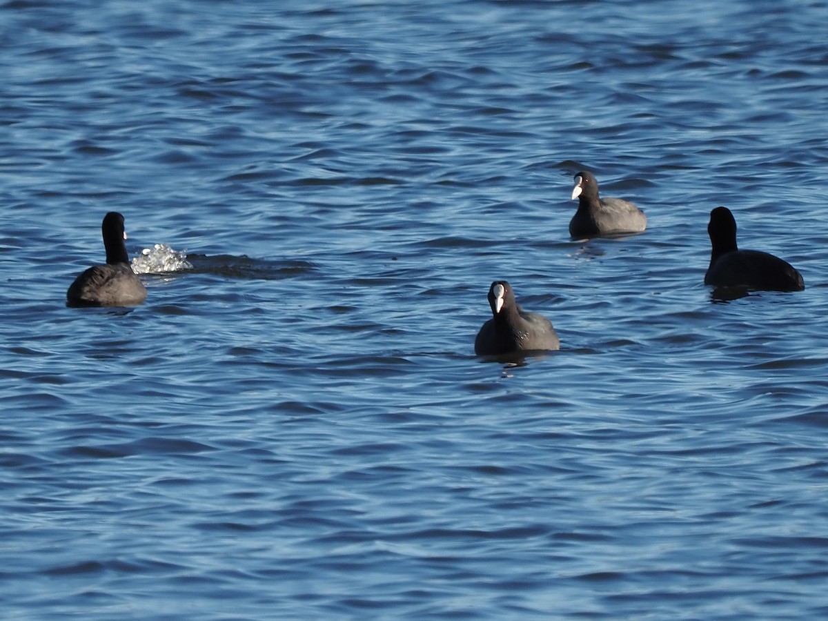 Eurasian Coot - ML646055897