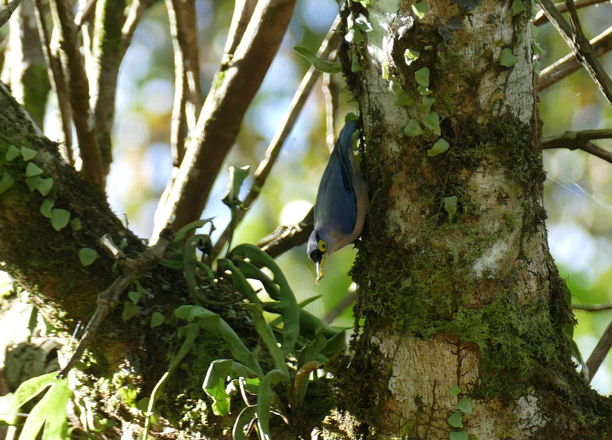 Sulphur-billed Nuthatch - ML646055898