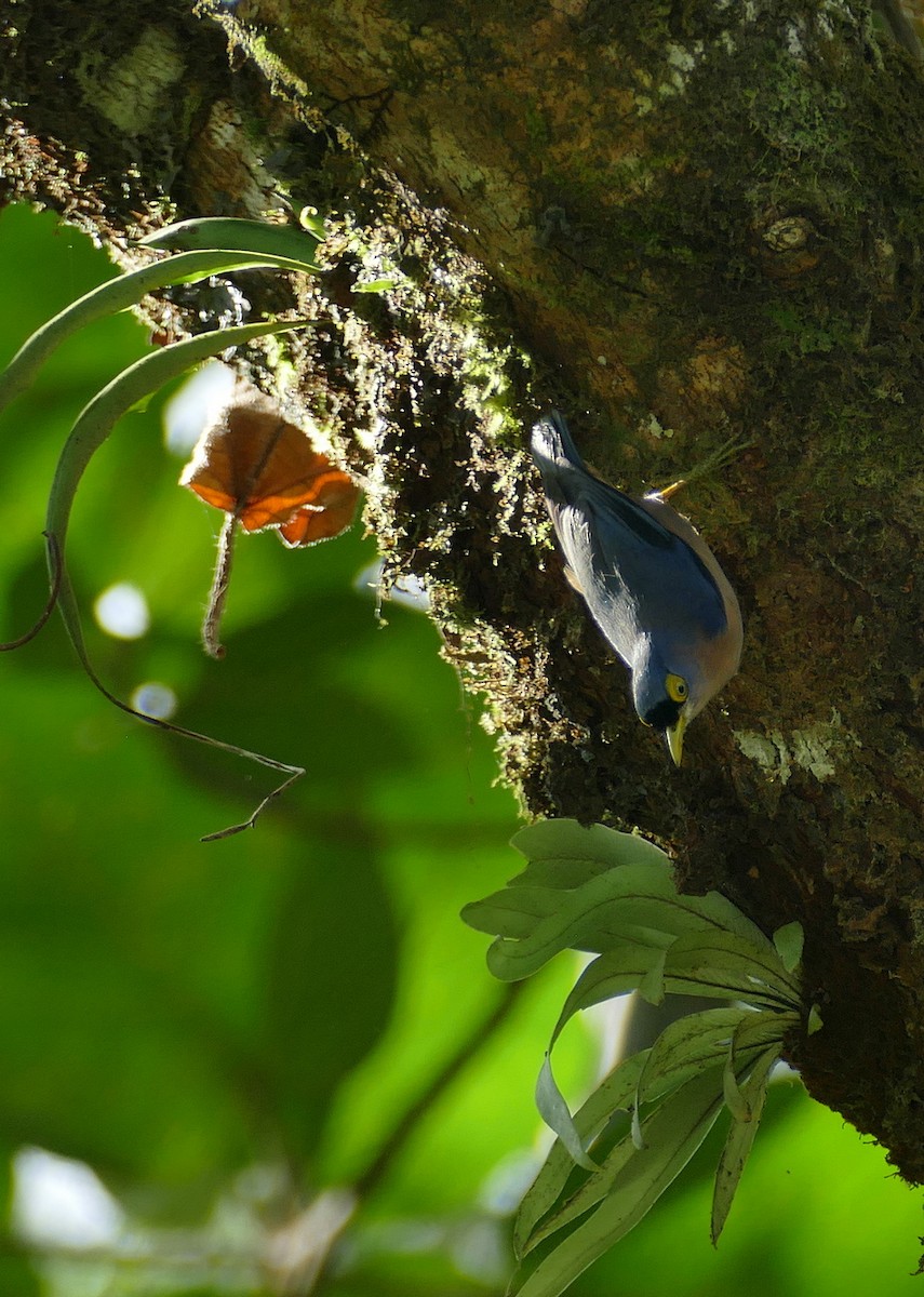 Sulphur-billed Nuthatch - ML646055899