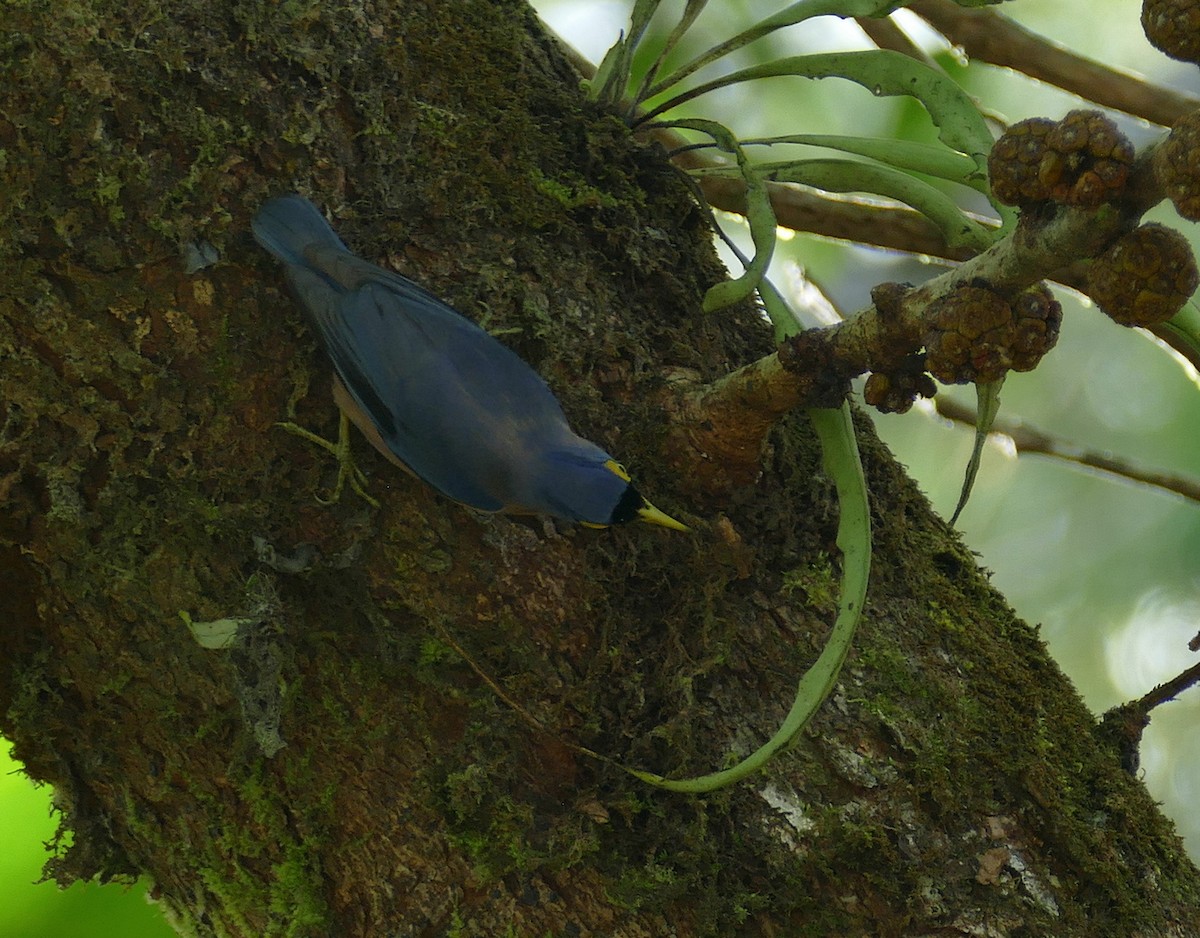Sulphur-billed Nuthatch - ML646055900