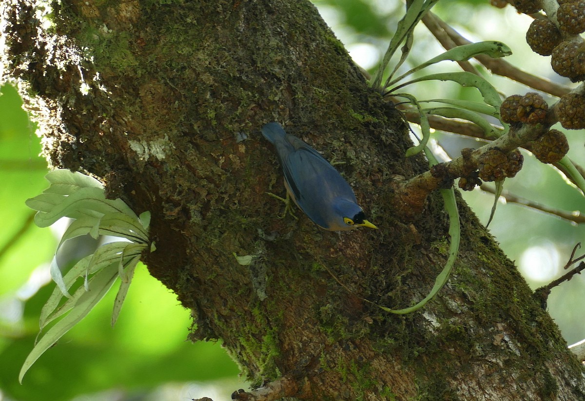 Sulphur-billed Nuthatch - ML646055901