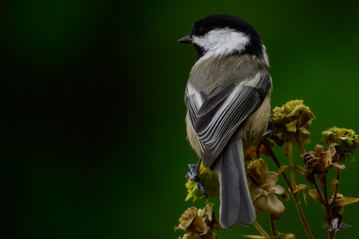 アメリカコガラ - ML646055903