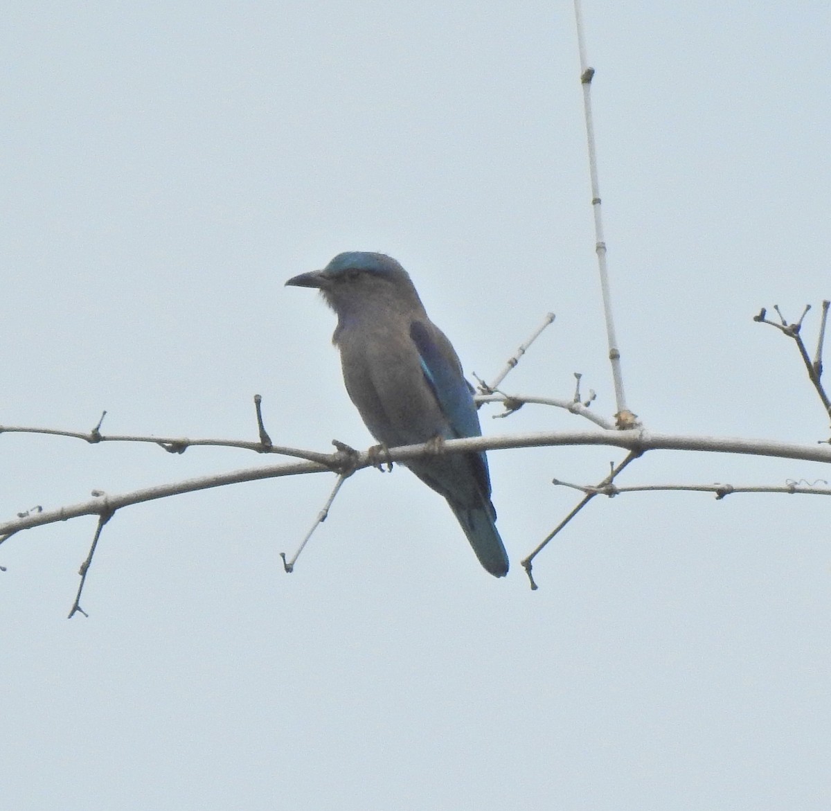 Indochinese Roller - ML646055910