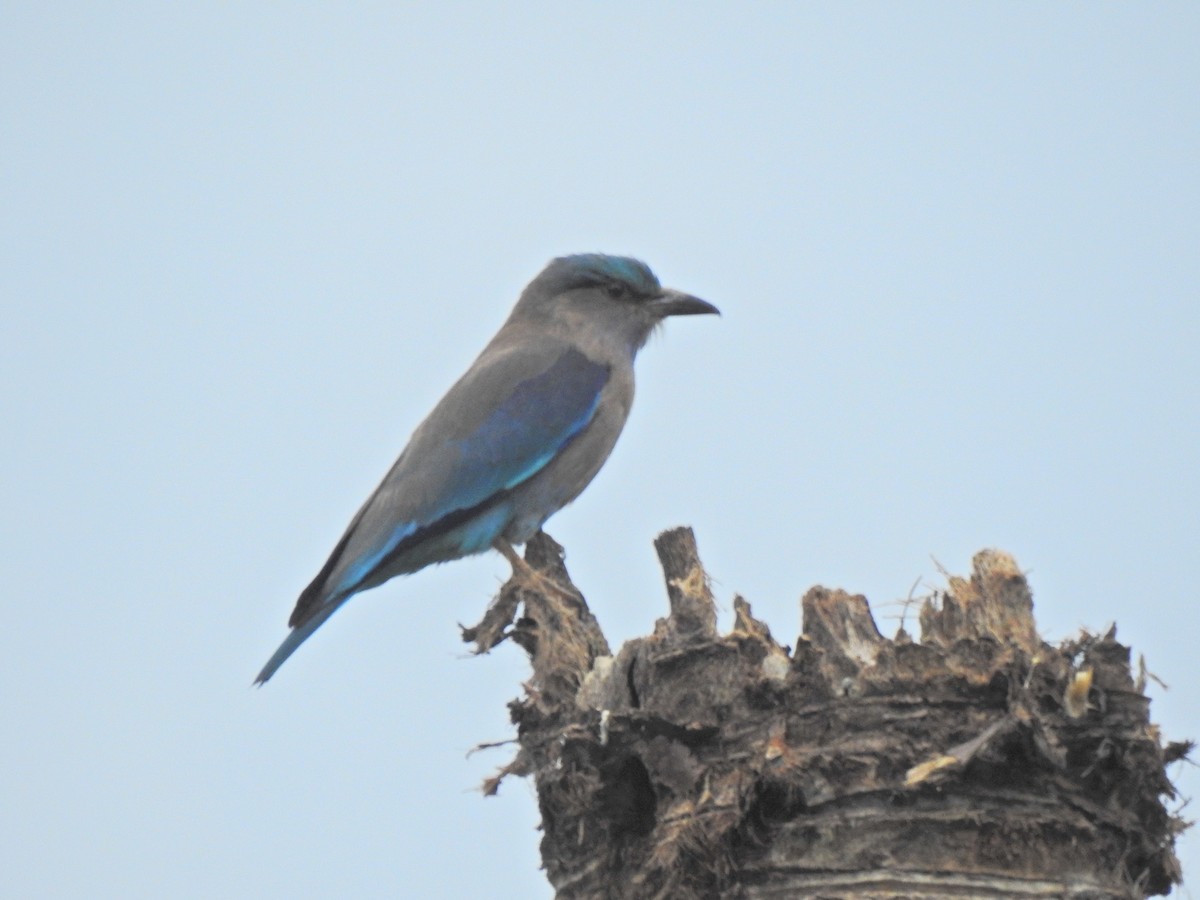 Indochinese Roller - ML646055911