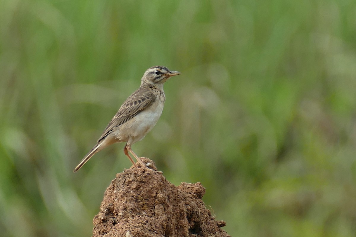 Paddyfield Pipit - ML646055914