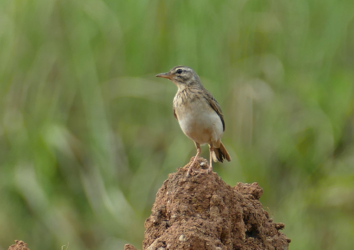 Paddyfield Pipit - ML646055915