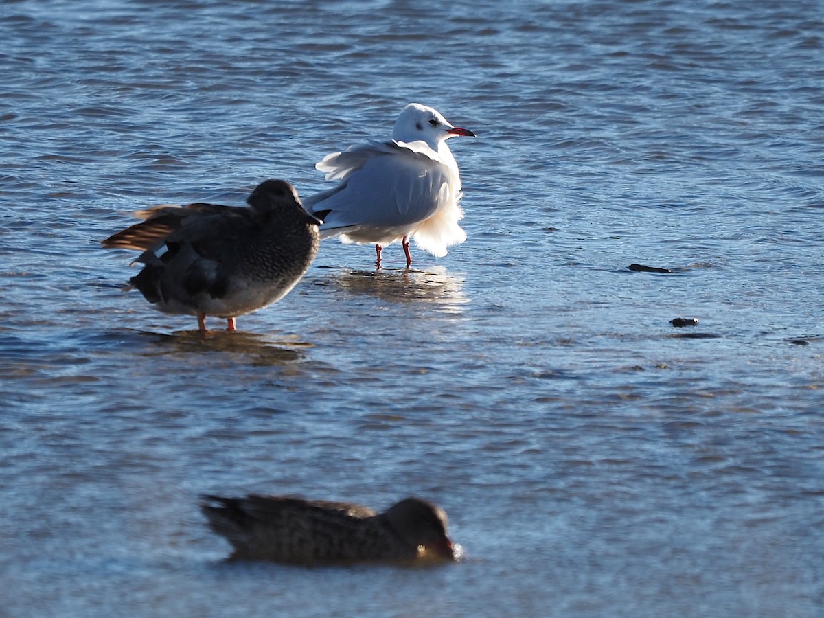 Black-headed Gull - ML646055921