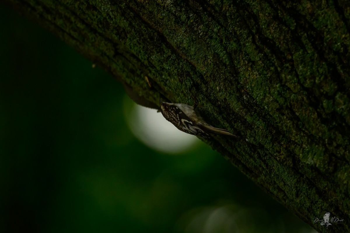 アメリカキバシリ - ML646055925