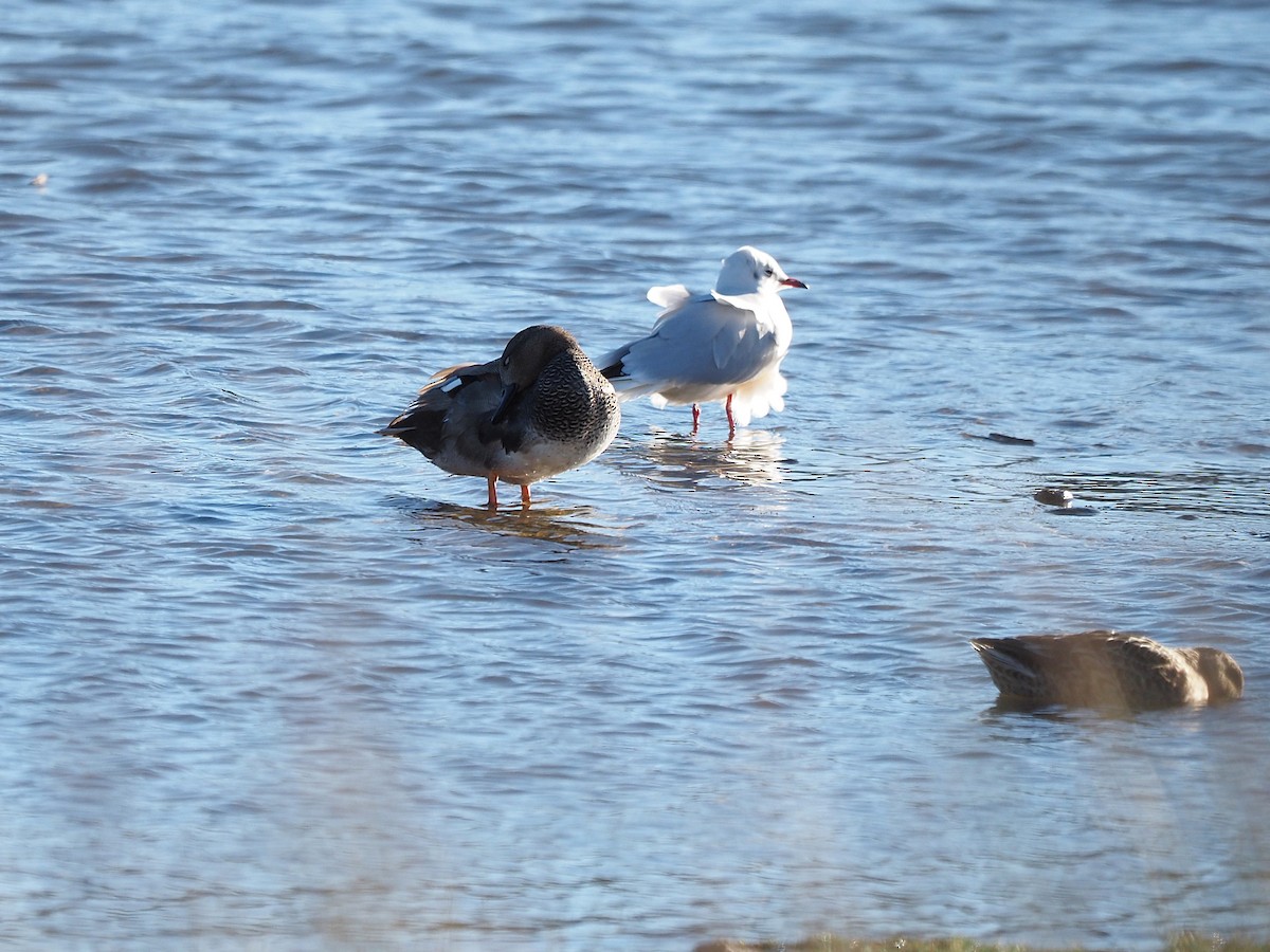 Black-headed Gull - ML646055928