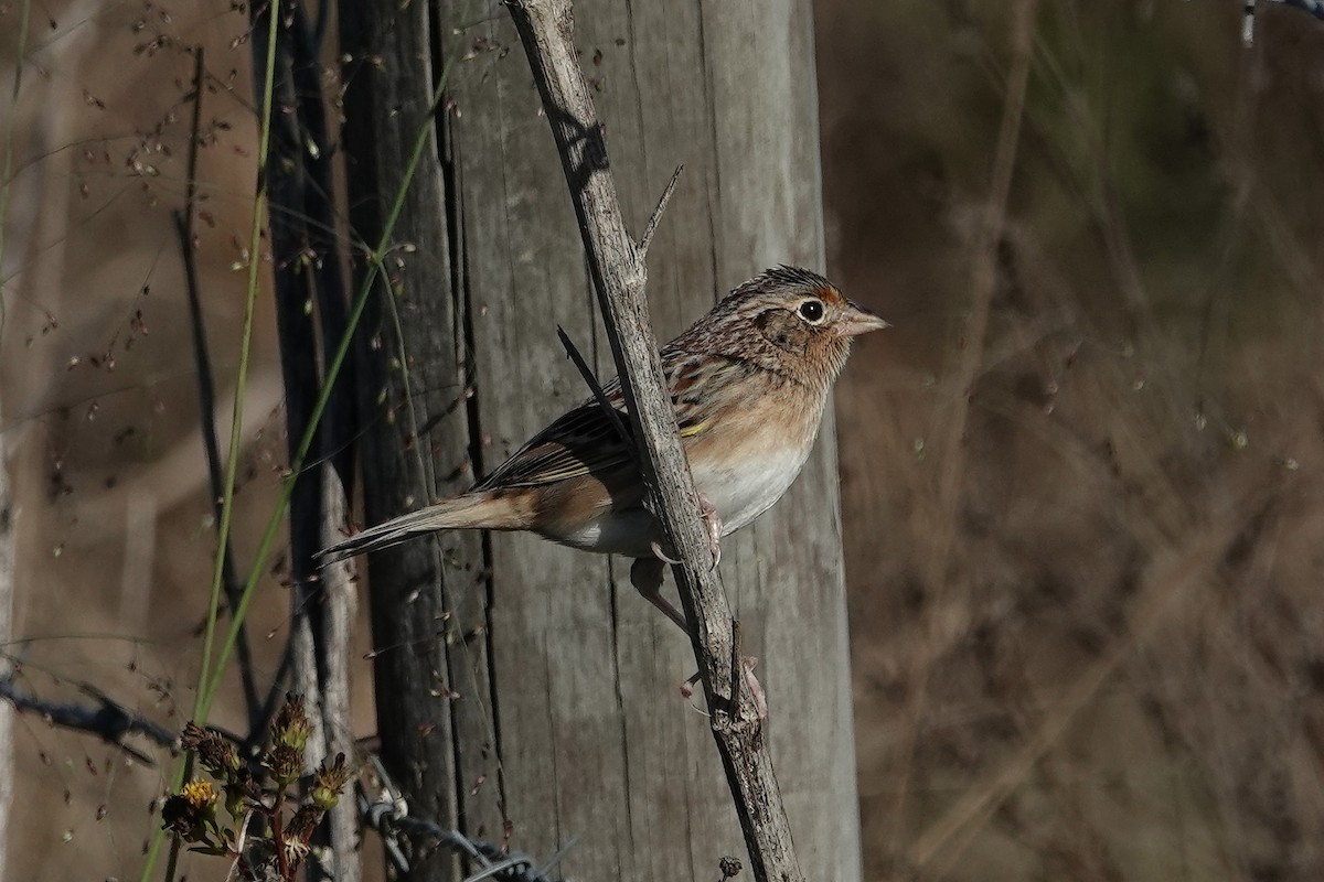 Grasshopper Sparrow - ML646055933