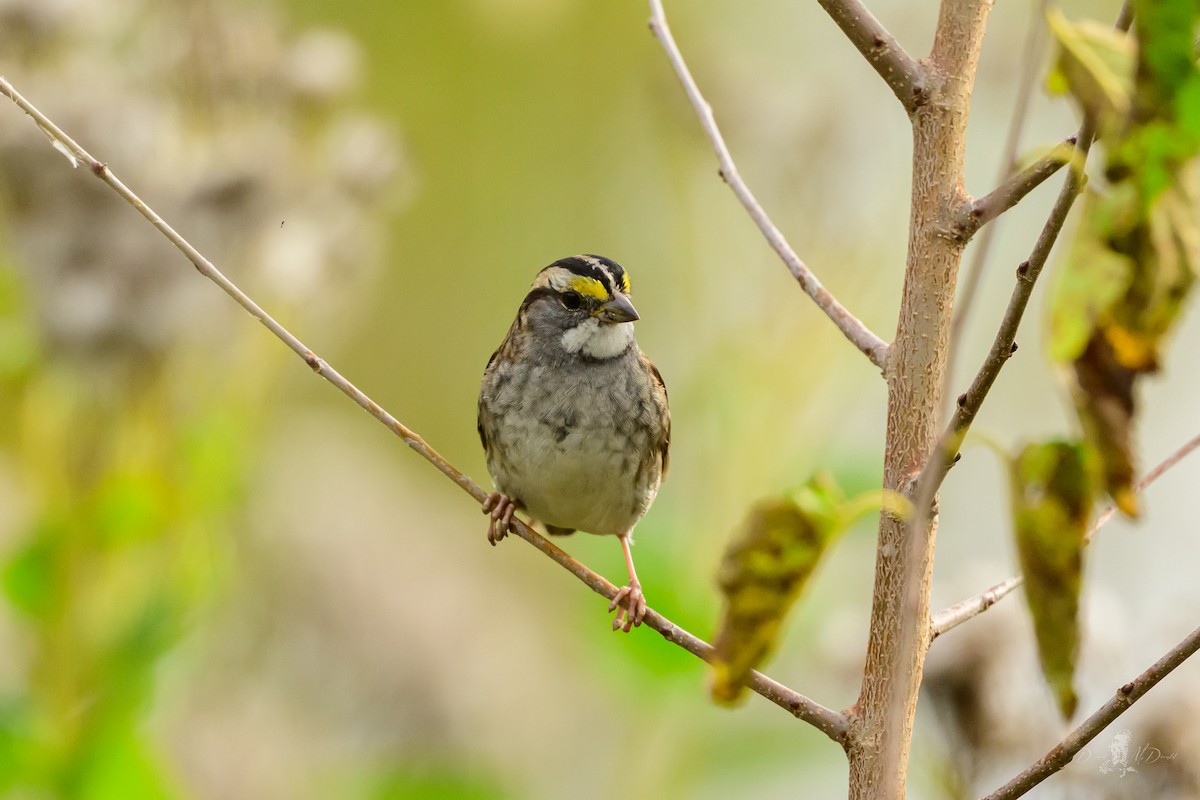 ノドジロシトド - ML646055934