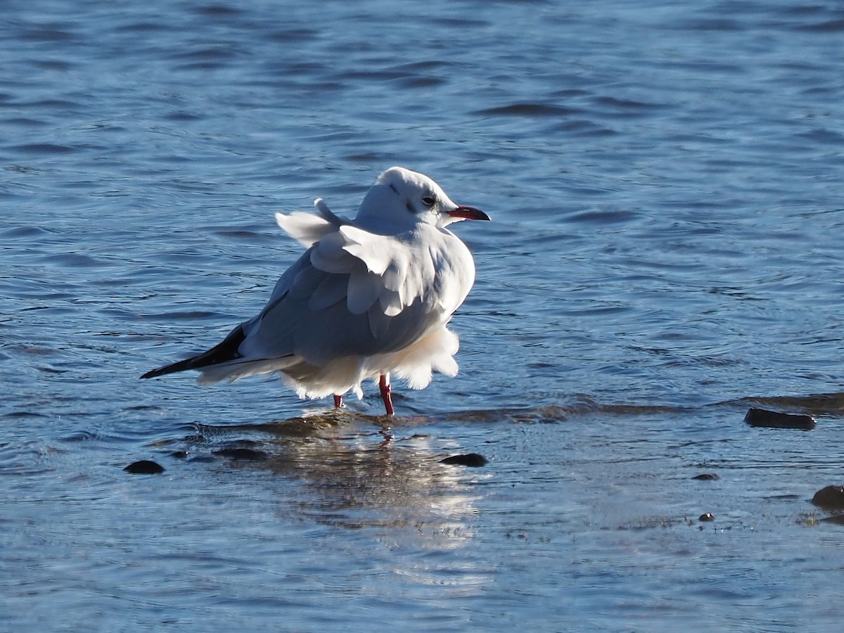 Black-headed Gull - ML646055935
