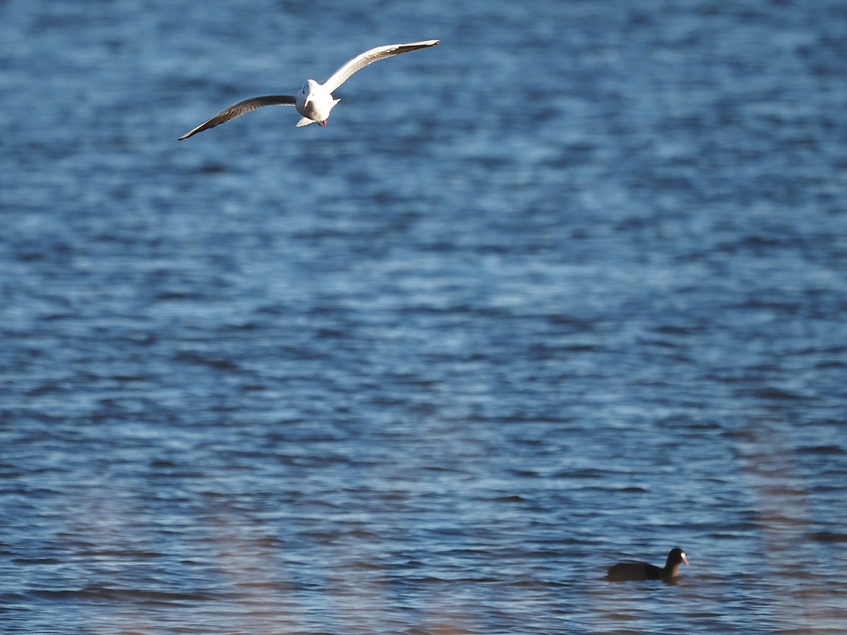 Black-headed Gull - ML646055938
