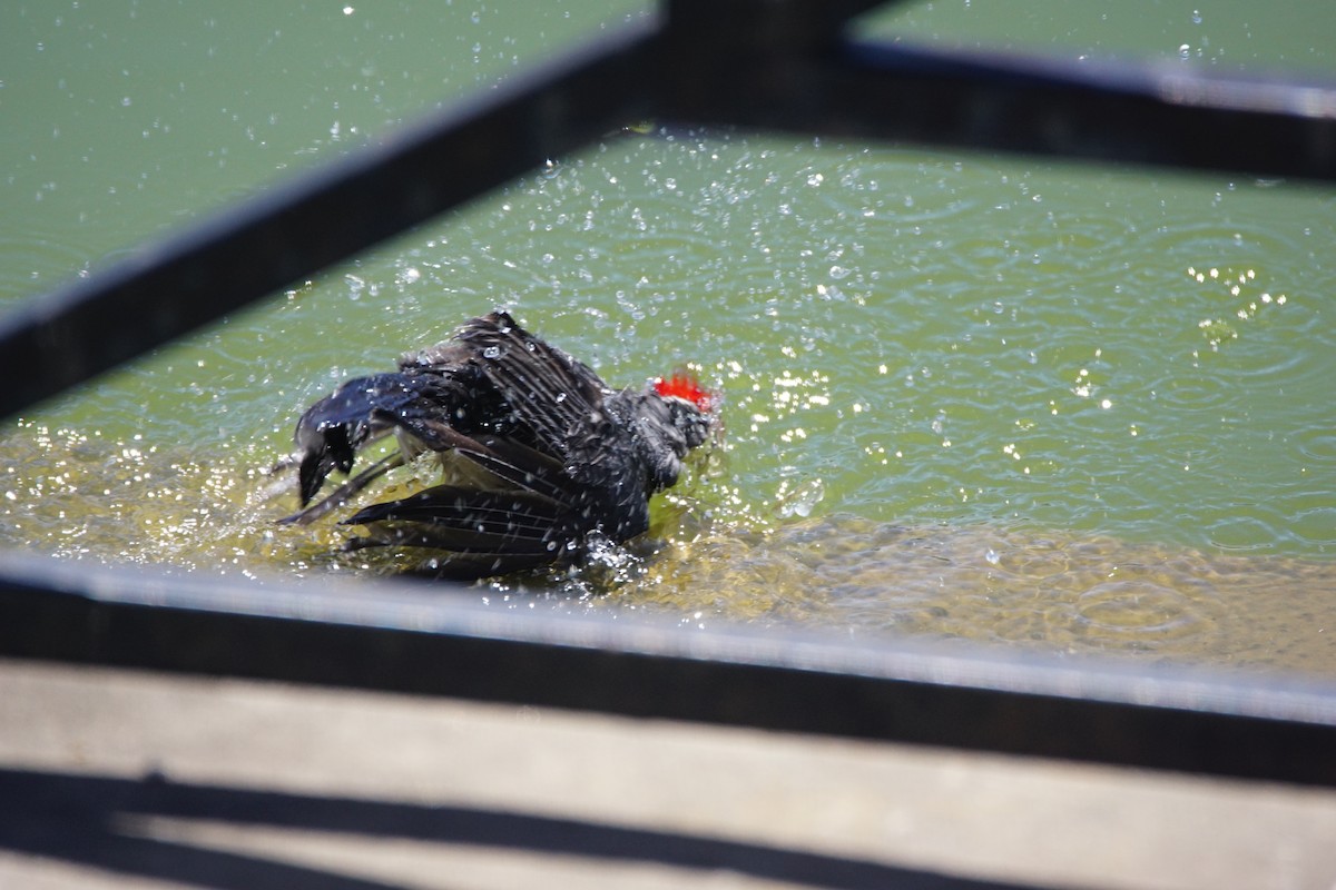 Rotschopftangare - ML646055939