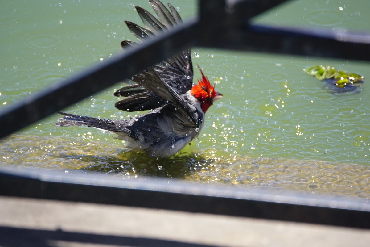 Rotschopftangare - ML646055941