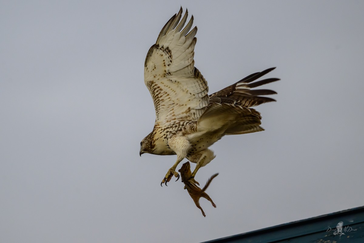 アカオノスリ - ML646055942