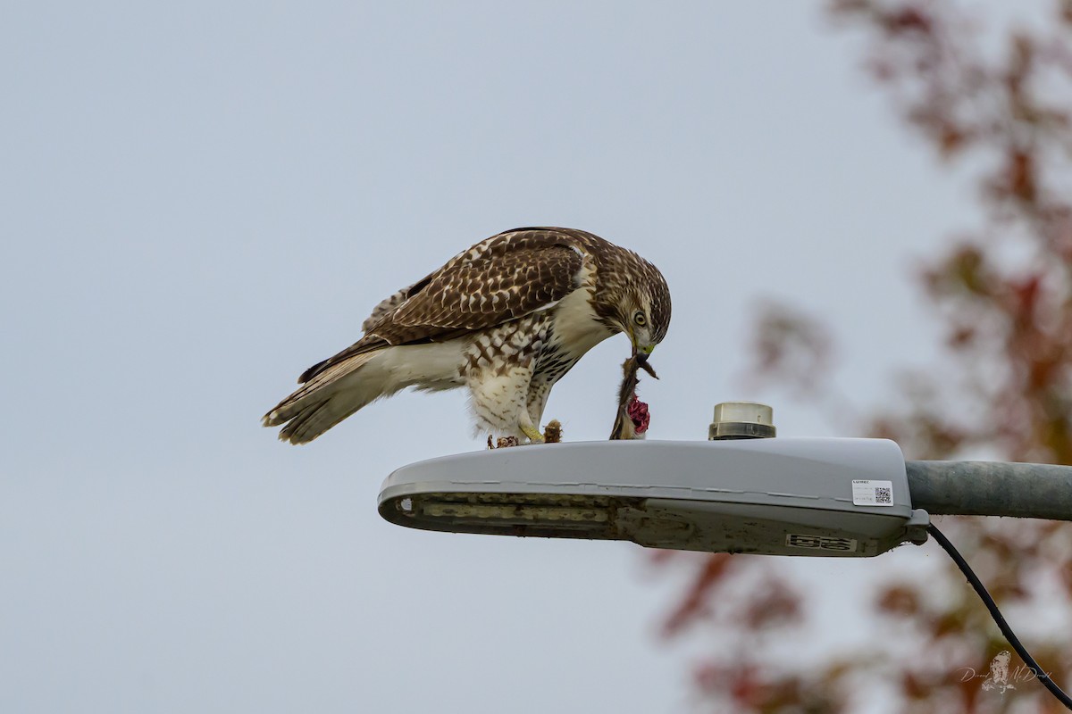 アカオノスリ - ML646055943