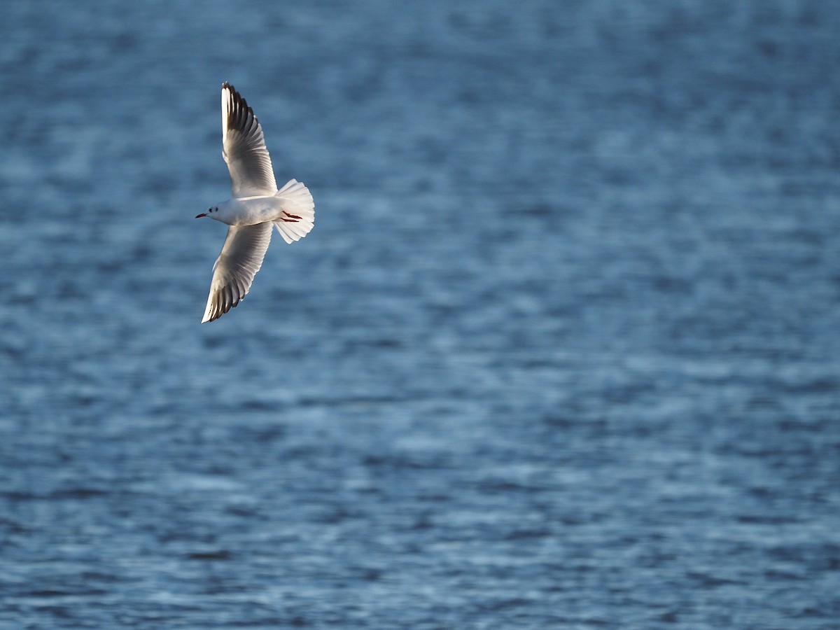 Black-headed Gull - ML646055944
