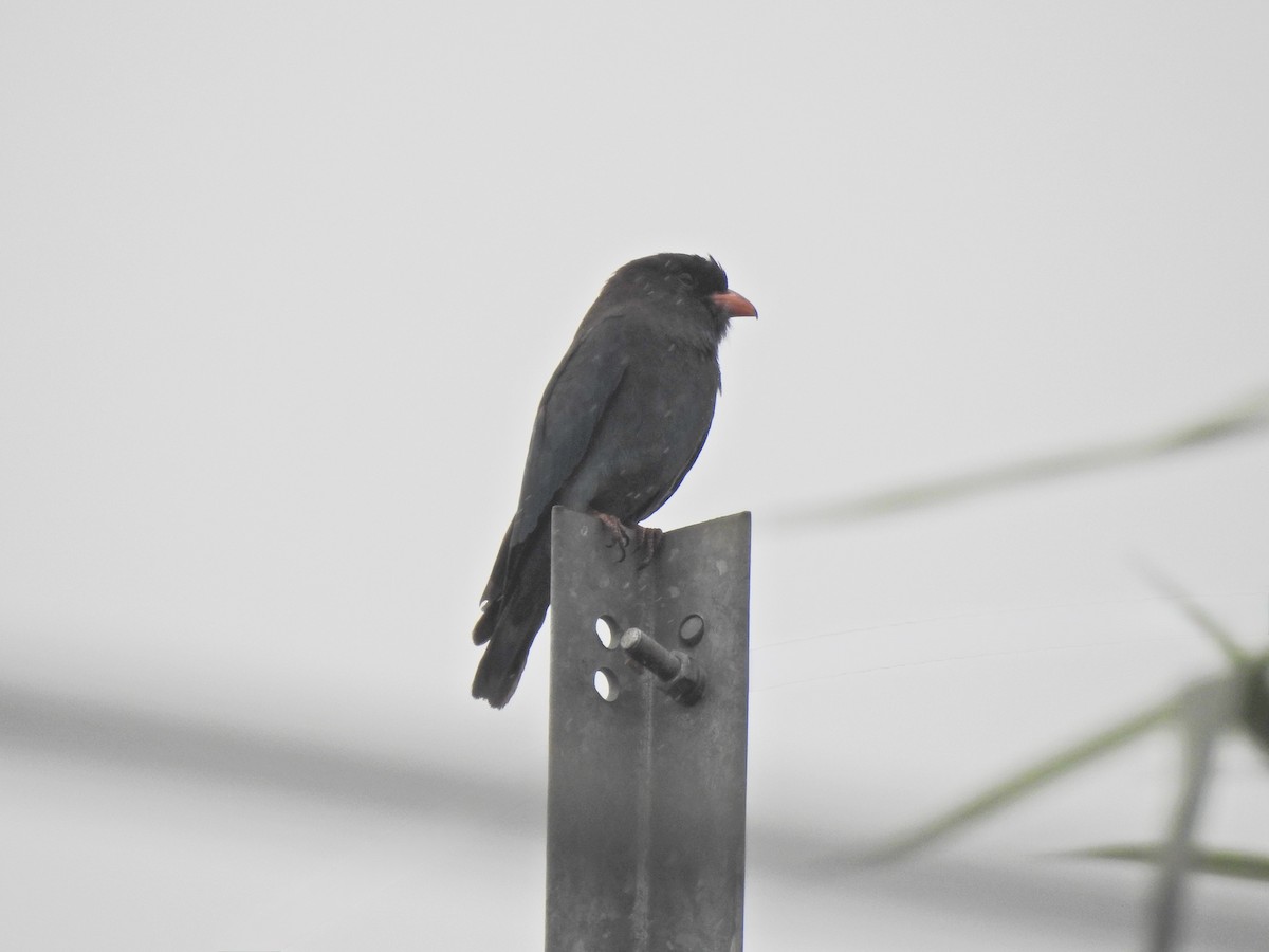 Türkisracke - ML646055947