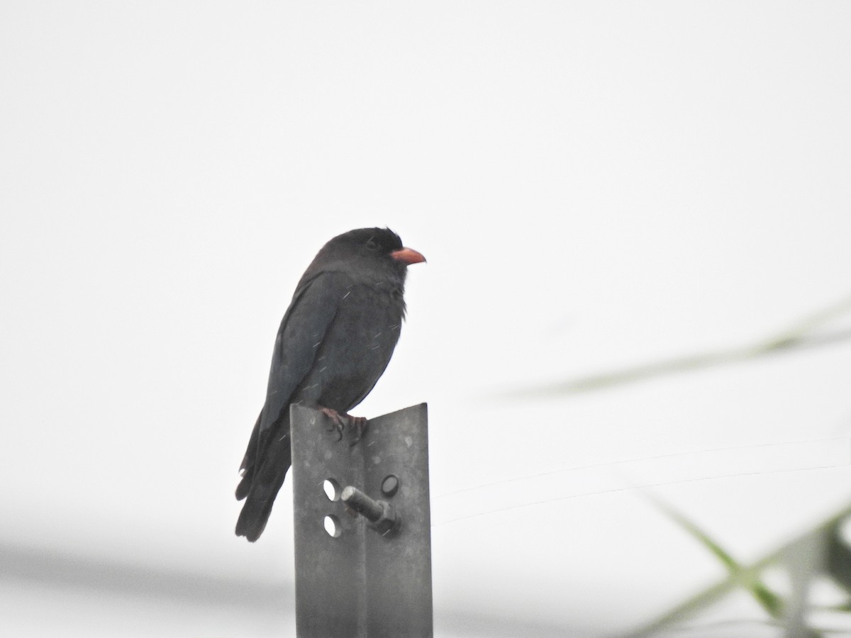 Türkisracke - ML646055948