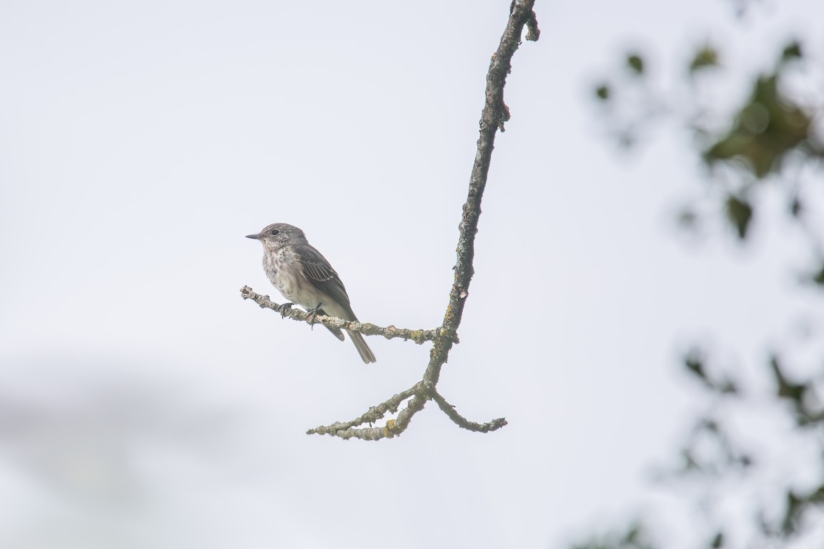 Grauschnäpper [striata-Gruppe] - ML646055949