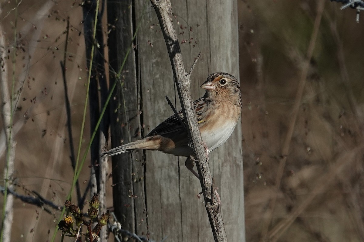 Heuschreckenammer - ML646055950