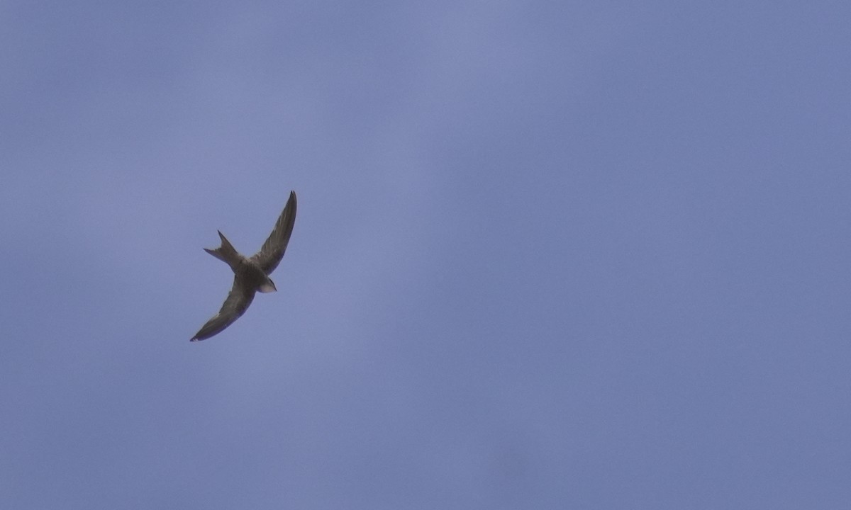 Sokotrasegler - ML646055951