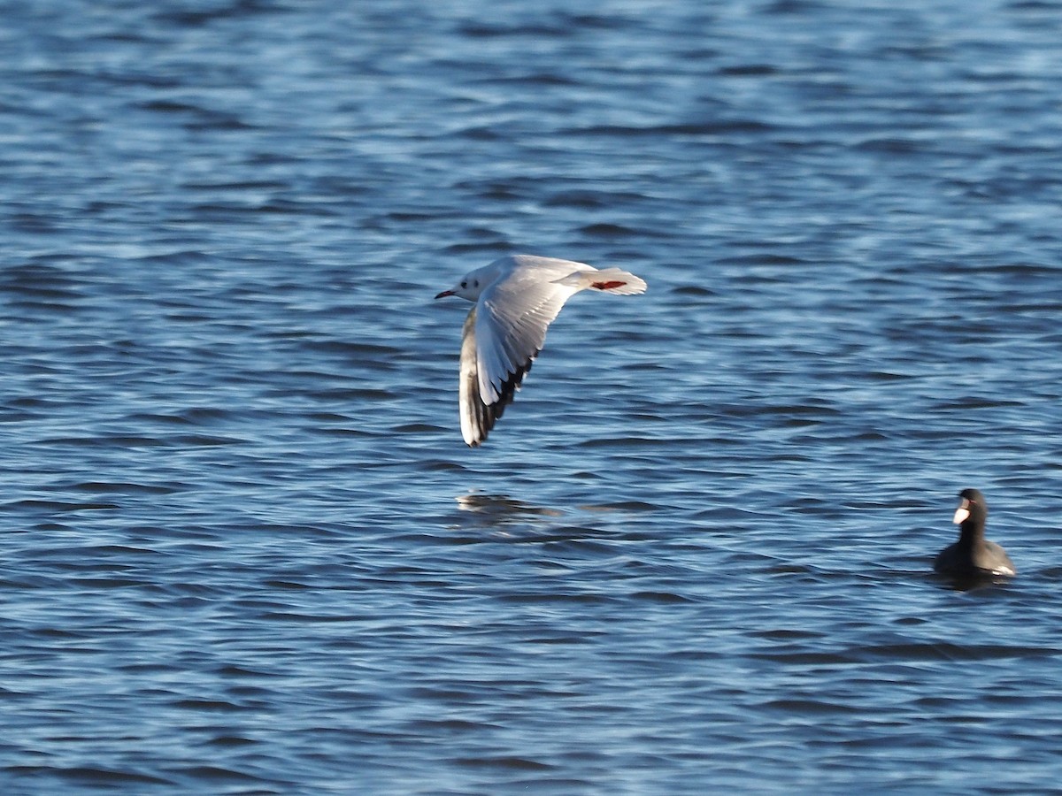 Lachmöwe - ML646055952