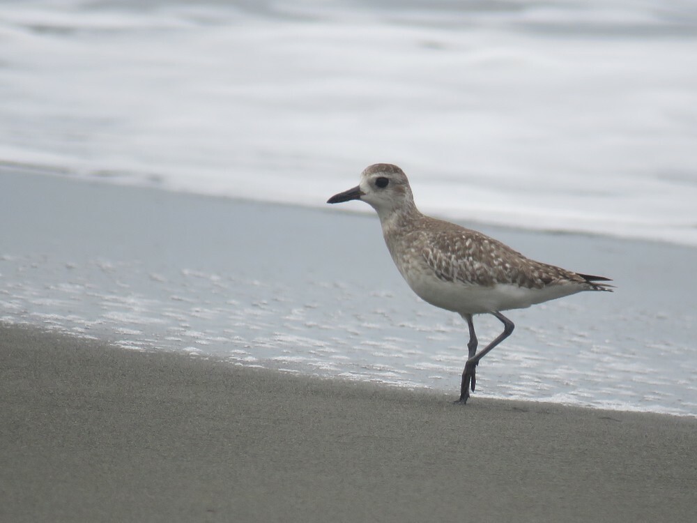 Kiebitzregenpfeifer - ML646055953