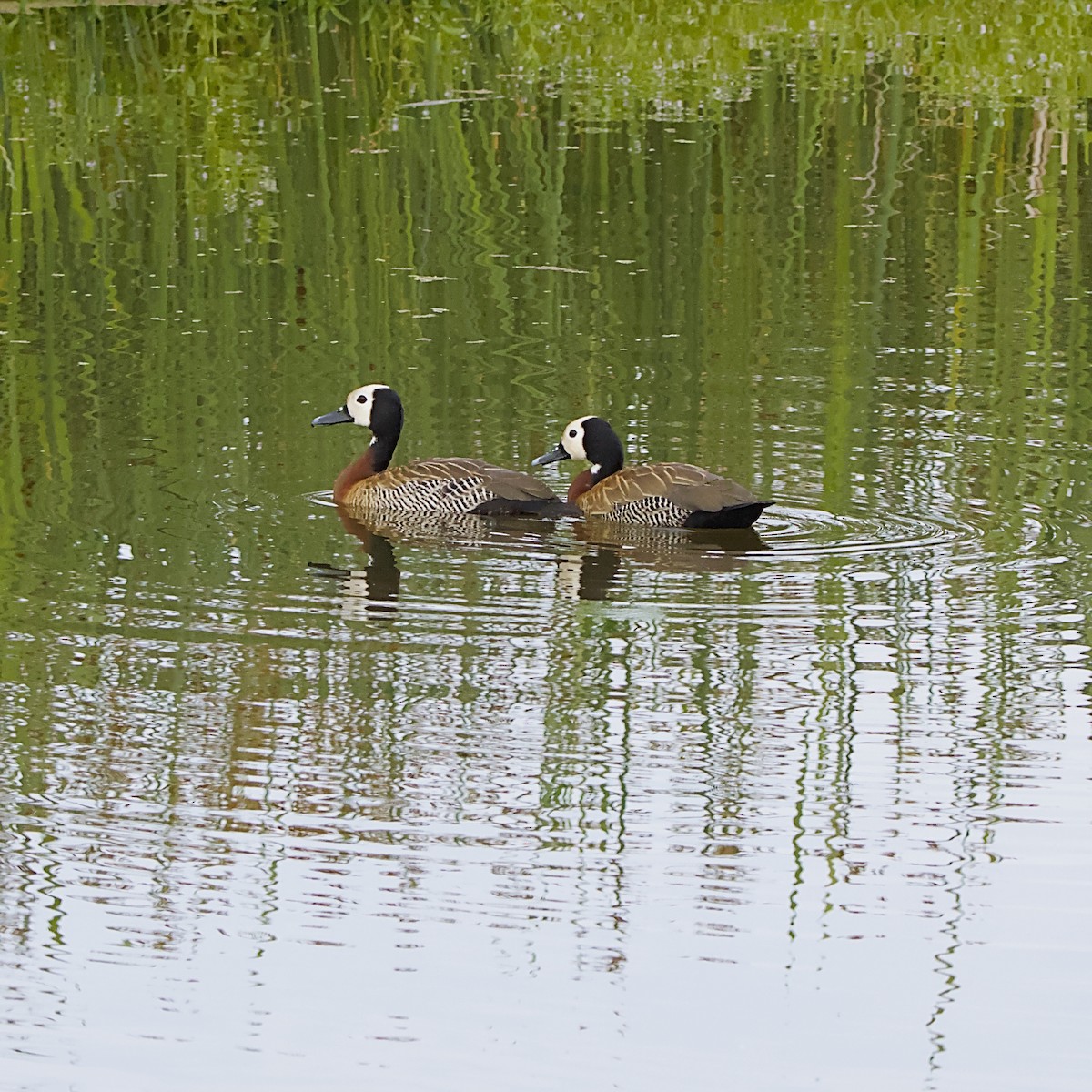 Witwenpfeifgans - ML646055954