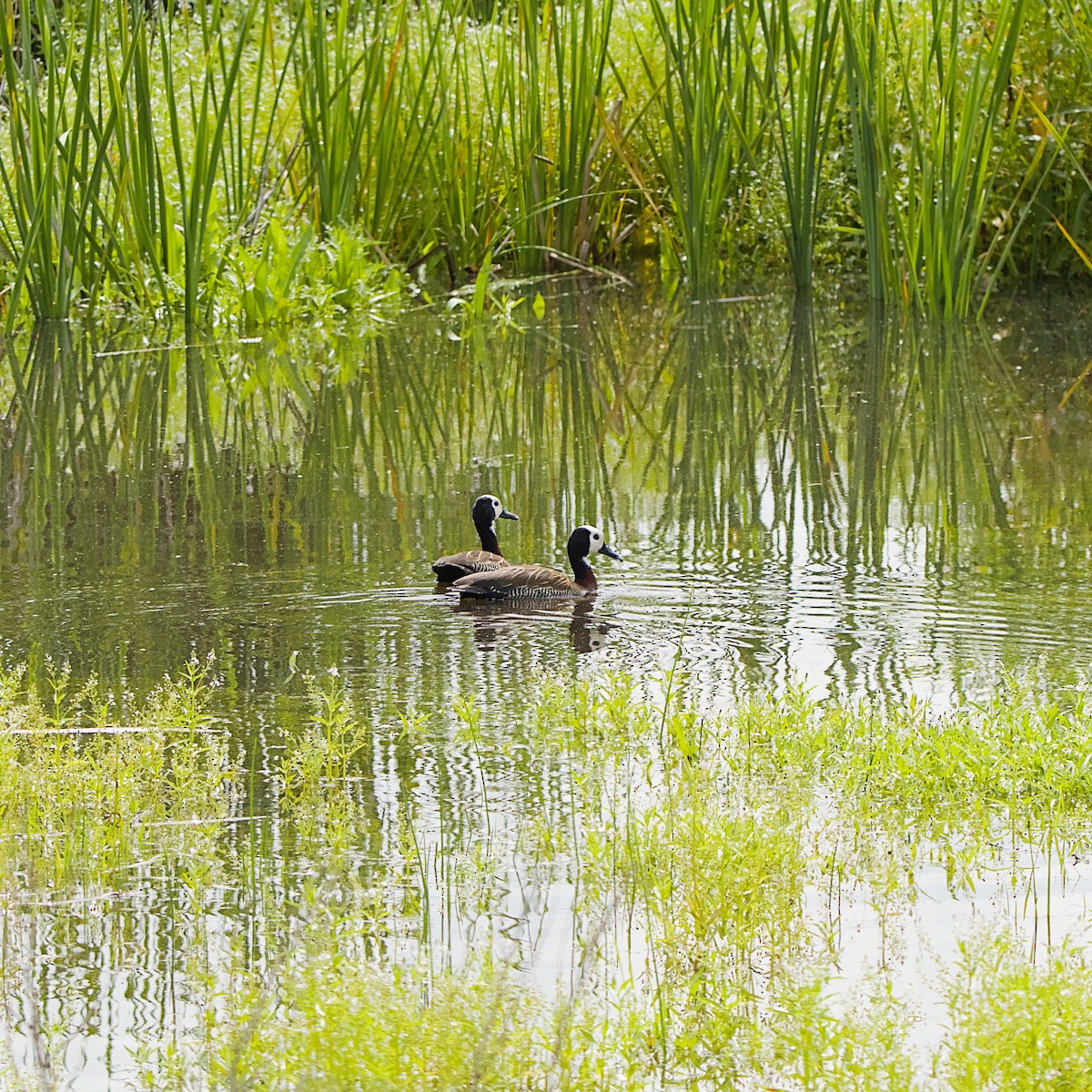 Witwenpfeifgans - ML646055955