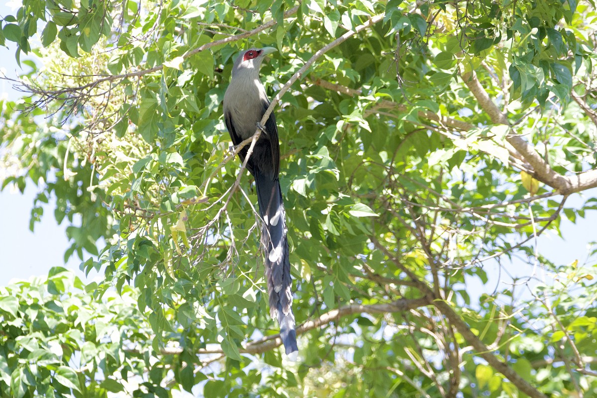 Grünschnabelkuckuck - ML646055956