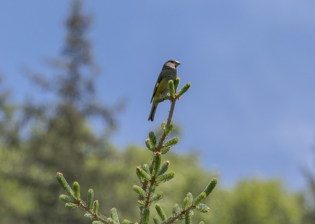 Wacholderkernbeißer - ML646055957