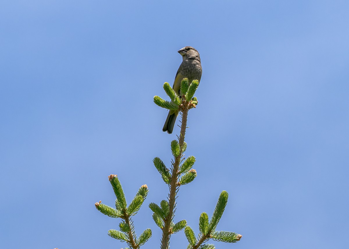 Wacholderkernbeißer - ML646055958