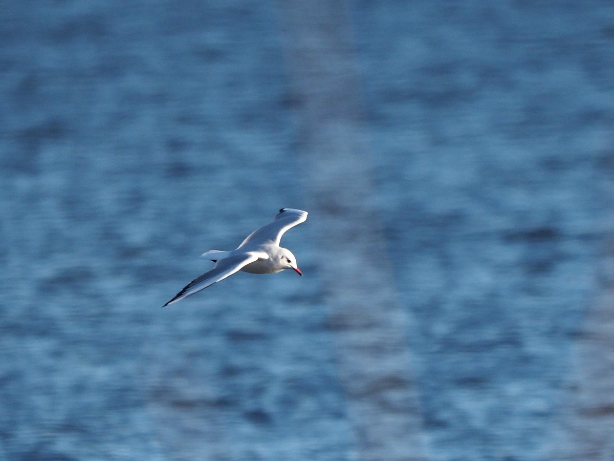 Lachmöwe - ML646055959