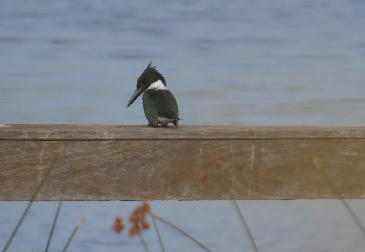 Amazonasfischer - ML646055966