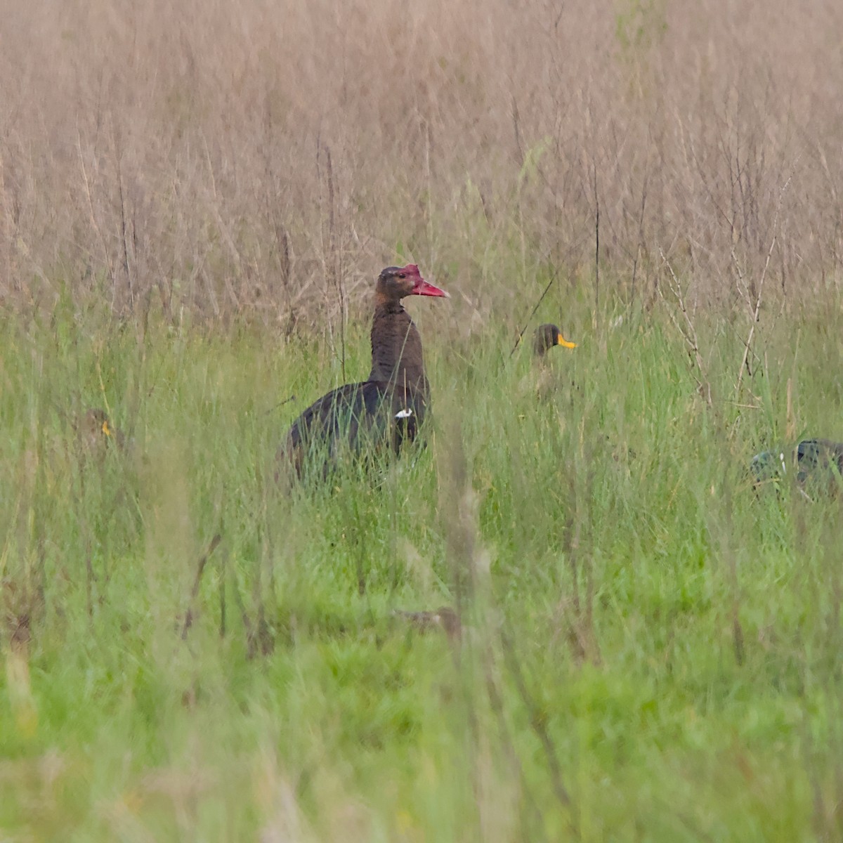 Sporngans - ML646055970