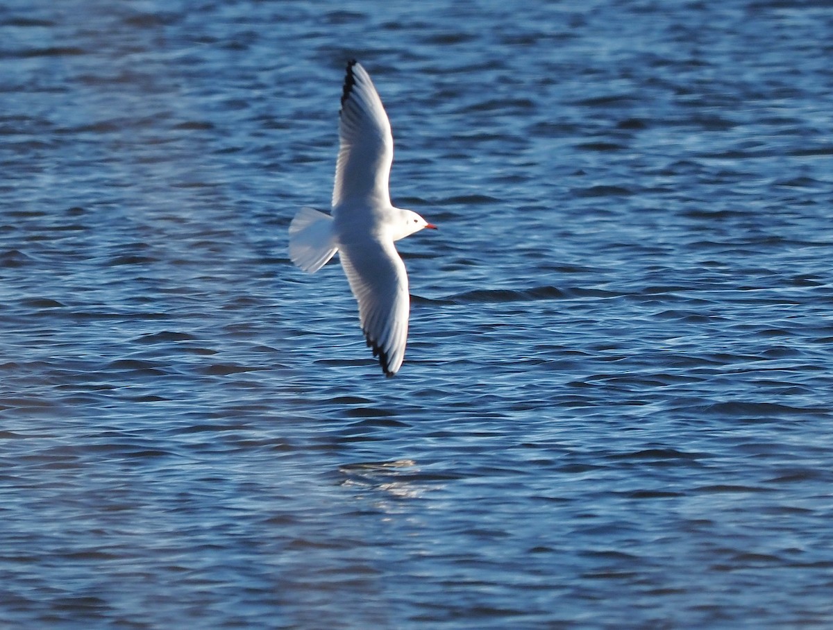 Lachmöwe - ML646055971