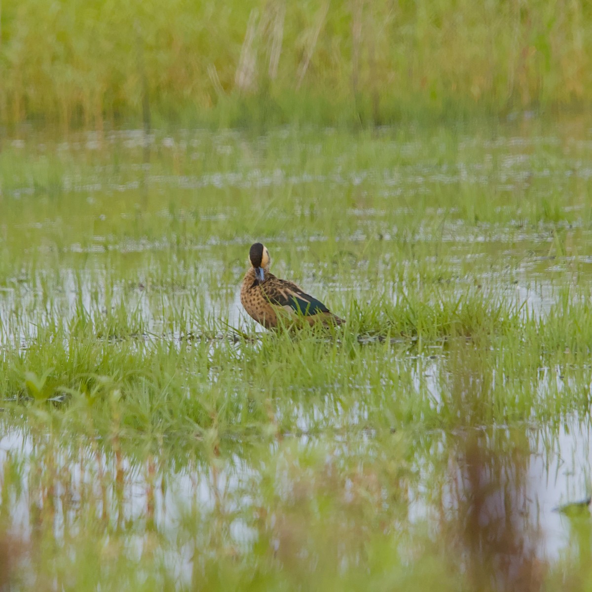 Pünktchenente - ML646055972