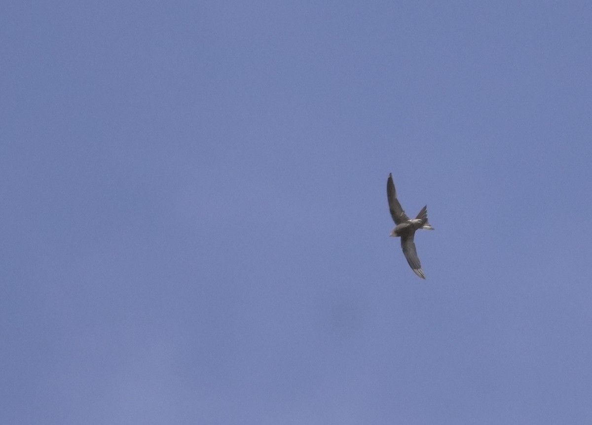 Sokotrasegler - ML646055973