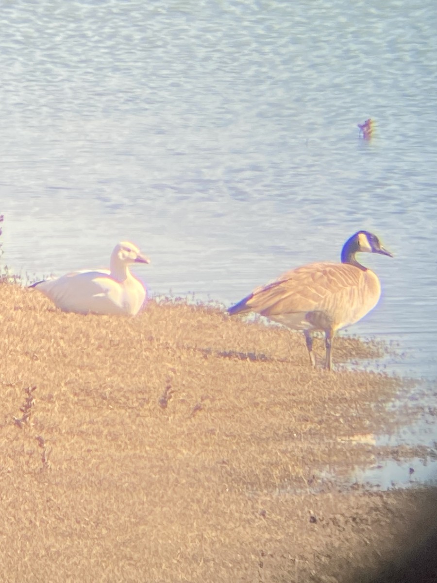 husa sněžní - ML646055974