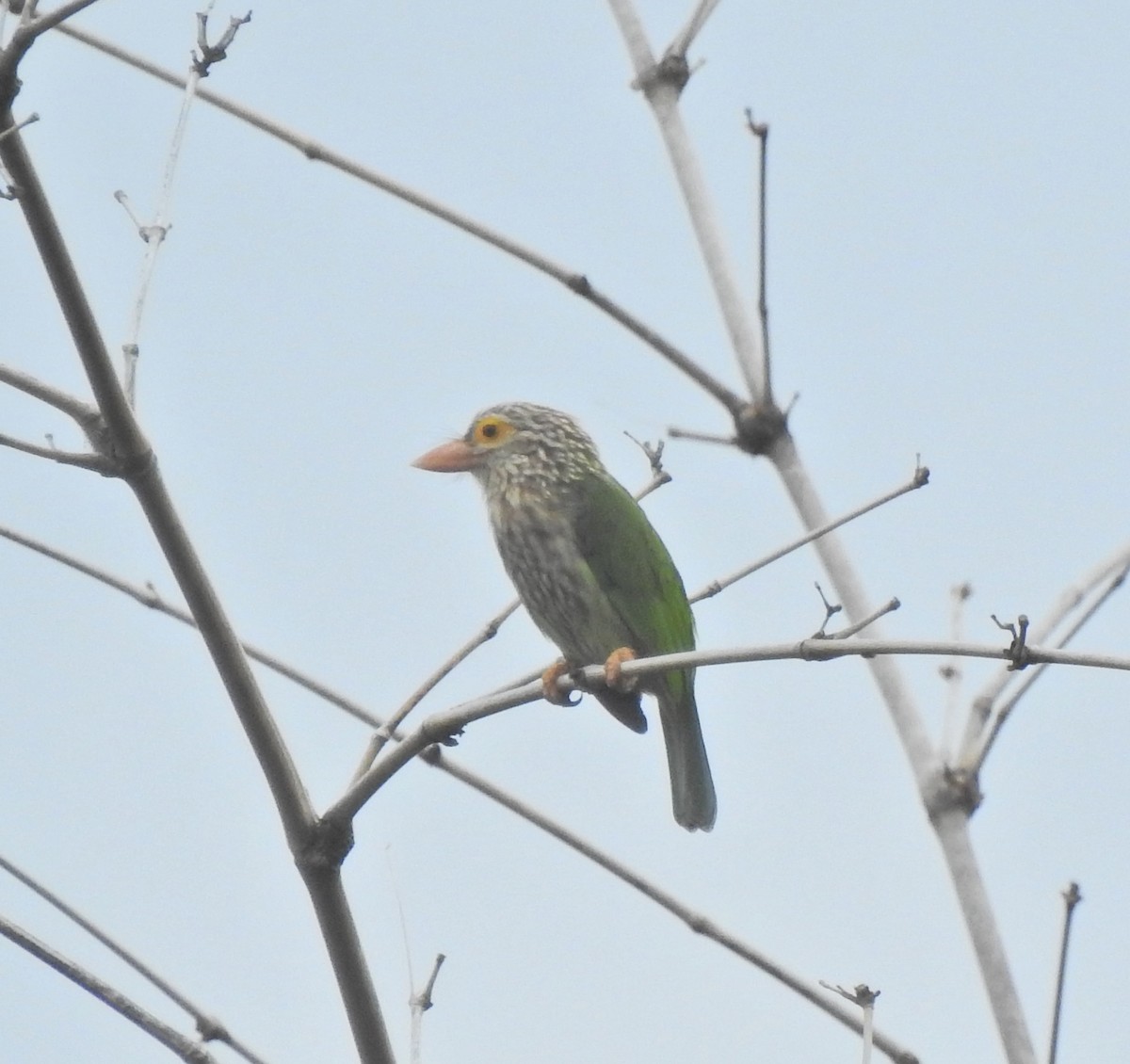 Streifenbartvogel - ML646055975