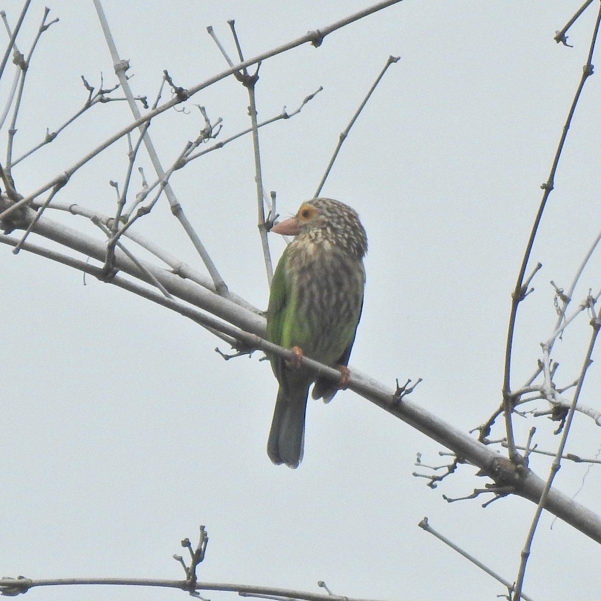 Streifenbartvogel - ML646055976