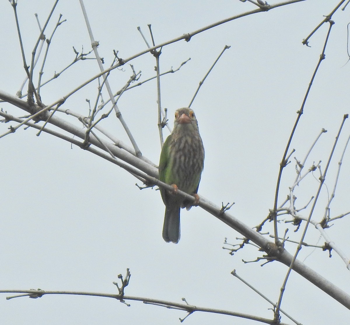 Streifenbartvogel - ML646055977