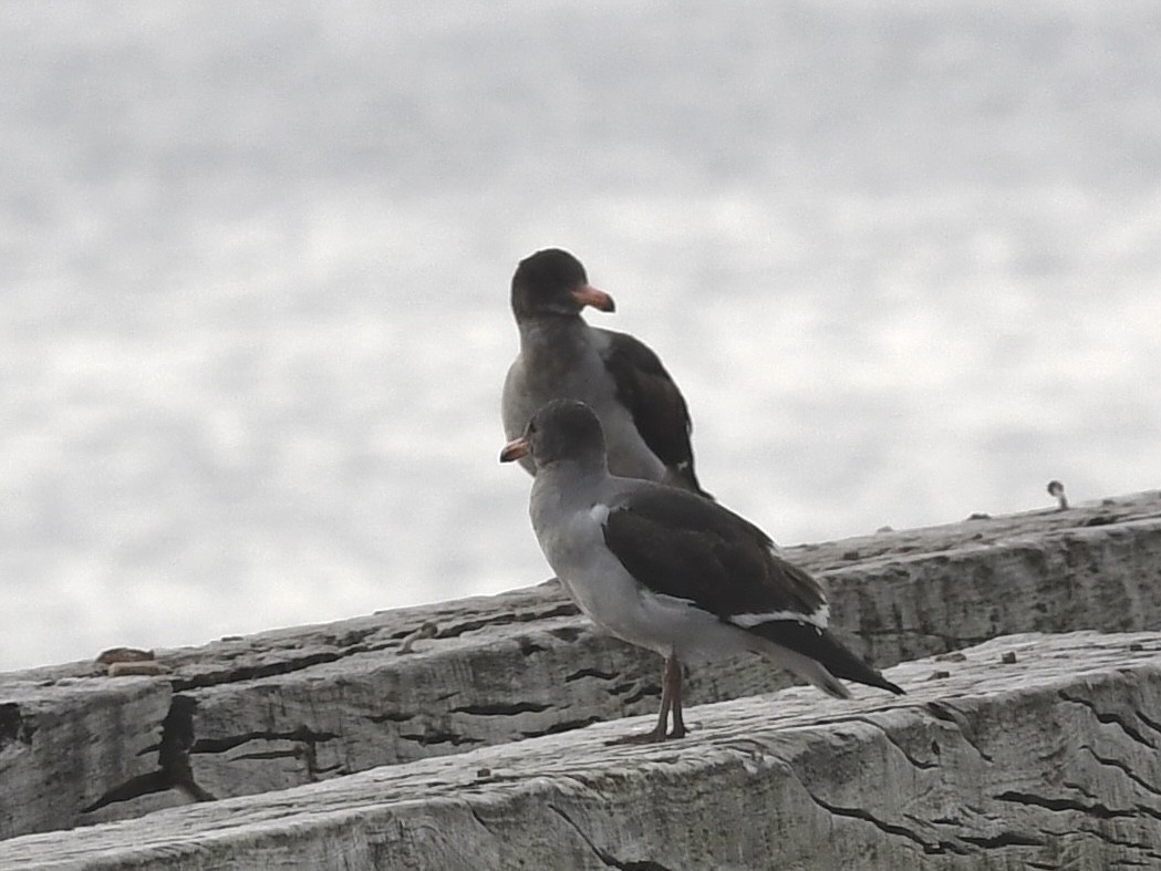 Blutschnabelmöwe - ML646055978